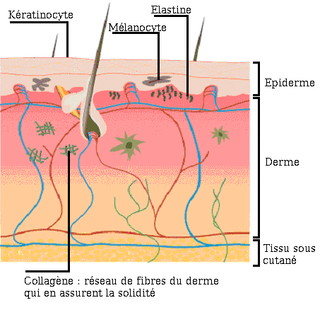 Peau_schéma